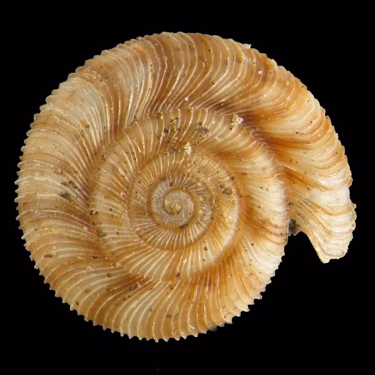 The ribbed, coiled shell of Cavellia anguicula seen from above, pale buff with brown streaks