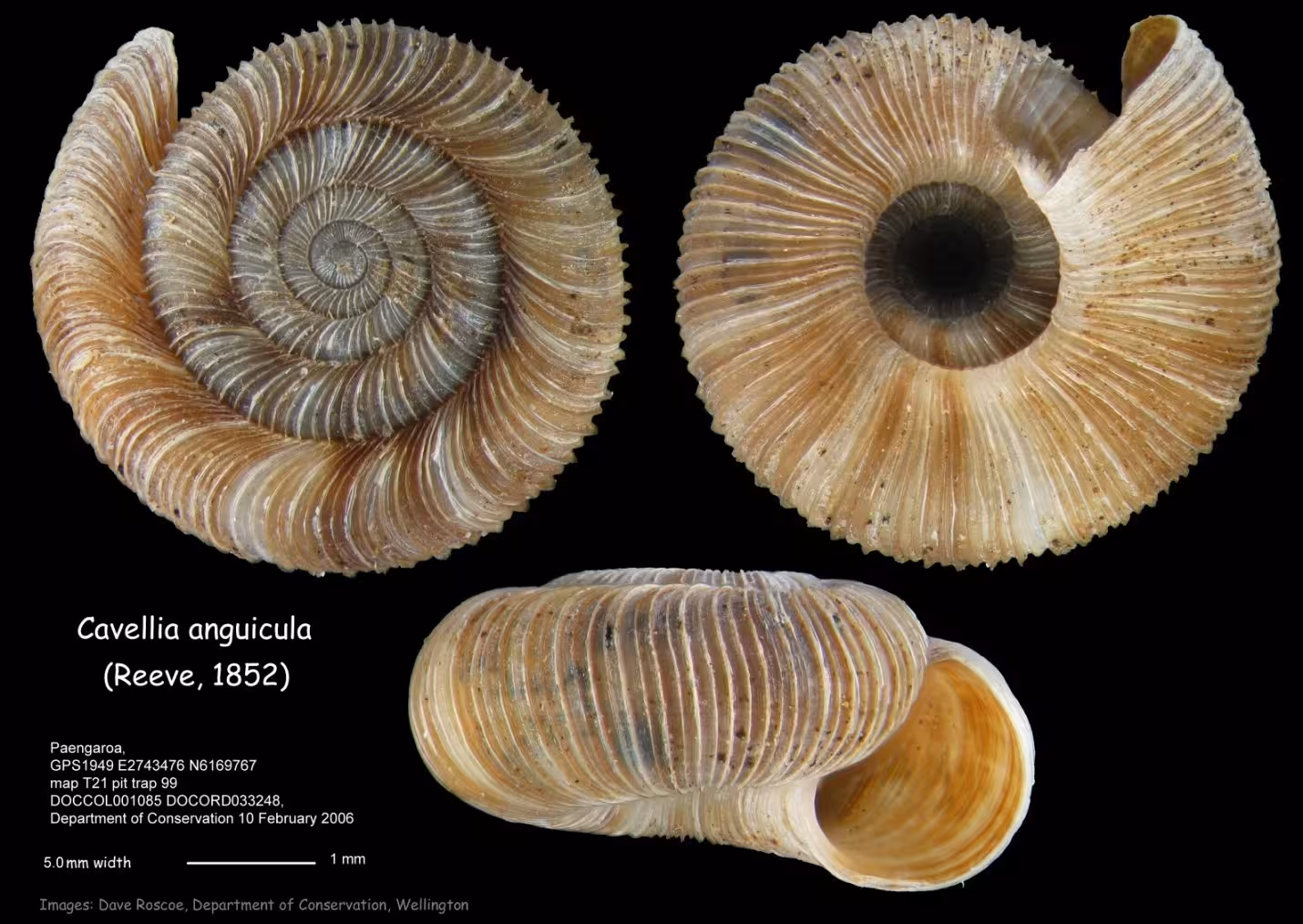 Three views of a Cavellia anguicula shell from Paengaroa: from above, from below showing the wide umbilicus, and from the side