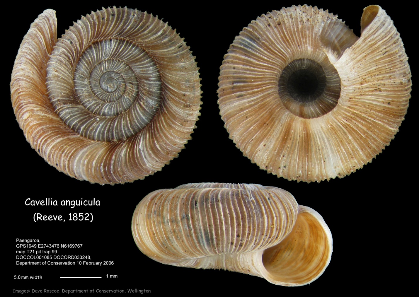 charopidae-cavellia-anguicula-paengaroa.jpg