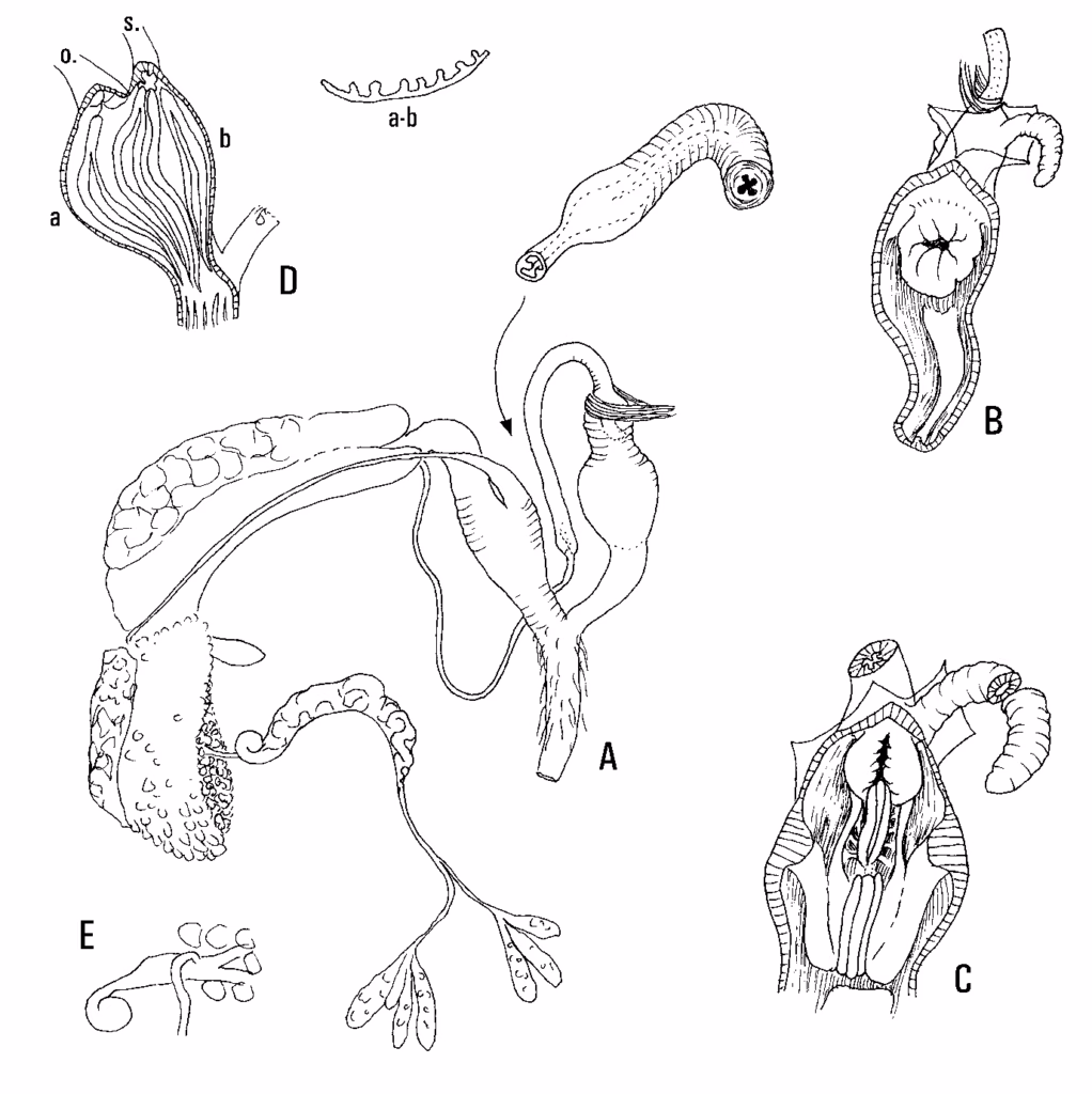 Line drawing of the reproductive system of Cavellia anguicula, with details labelled A to E