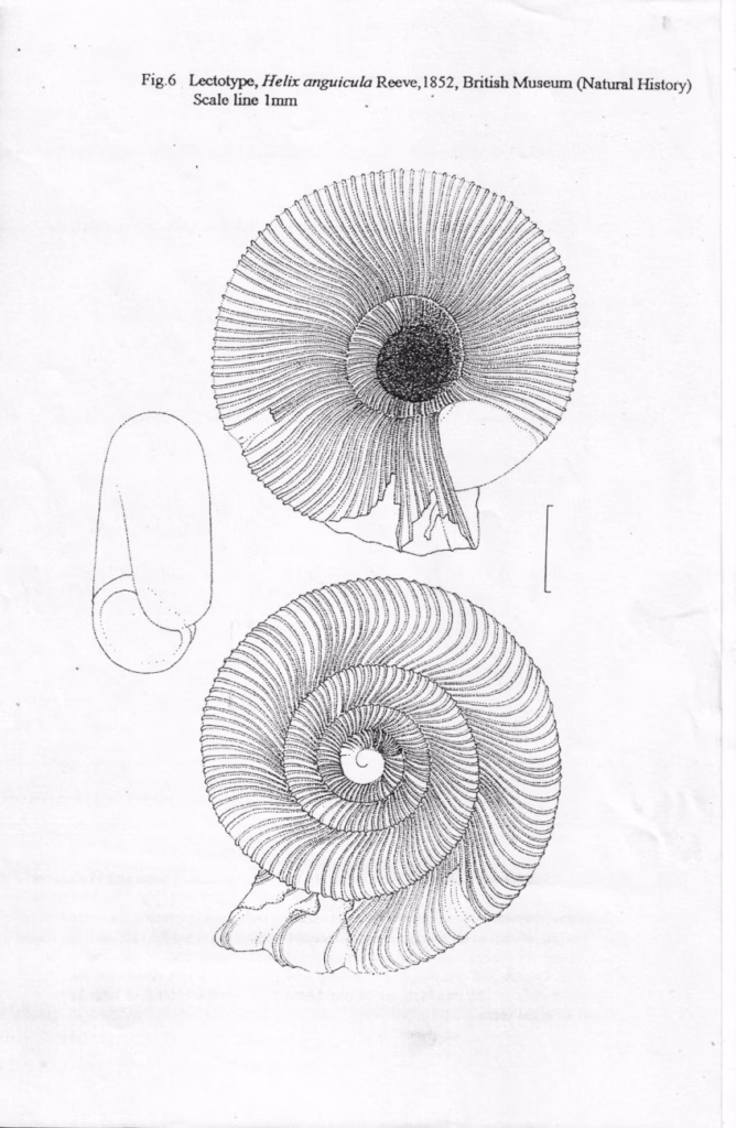 Pen drawing of the lectotype shell of Helix anguicula from below, above and the side