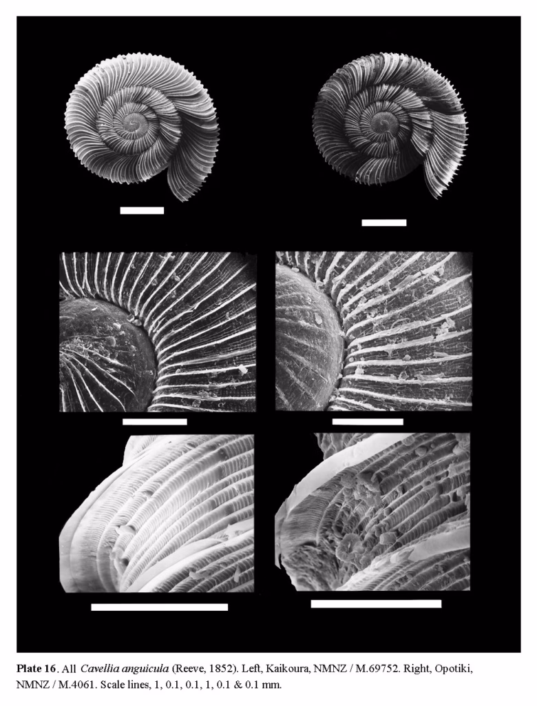 Six scanning electron micrographs of Cavellia anguicula shells, whole and in close-up